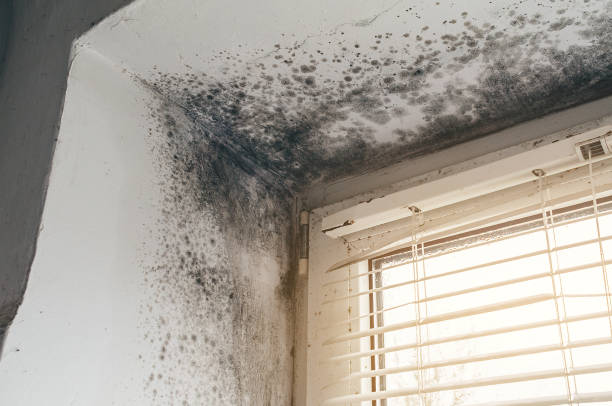 Trusted Crawl Space Mold Removal service in Springfield, IL - Cheap Mold Removal